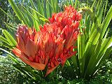 Gymea lily - Doryanthes palmeri_2 